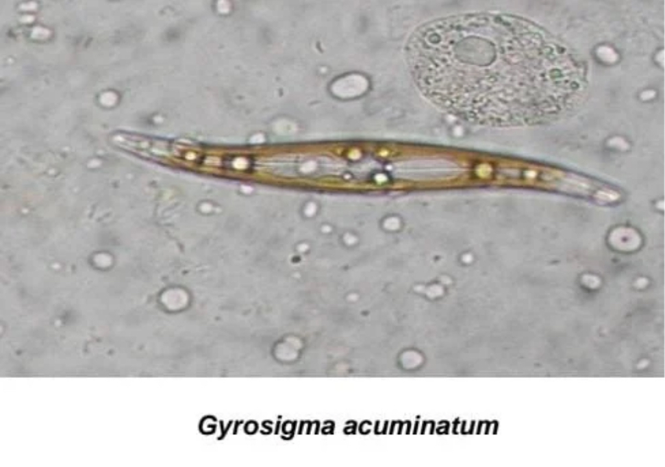 Representação microscópica da microalga Gyrosigma acuminatum.